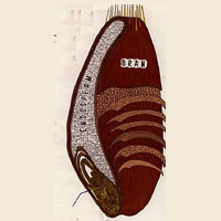 Wheat Bran Manufacturer Supplier Wholesale Exporter Importer Buyer Trader Retailer in Zira Punjab India